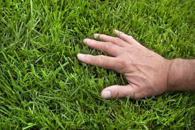 Spring Lawn Maintenance