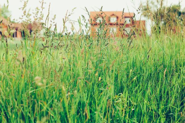Tall Grass Cutting in Clermont