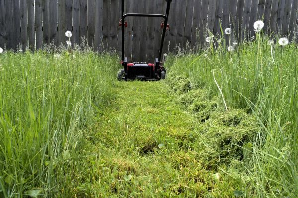 High Grass Mowing in Clermont