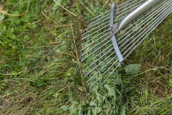 Thatch Raking in Clermont