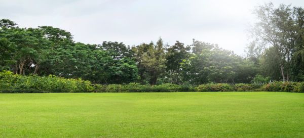 Golf Course Mowing in Clermont